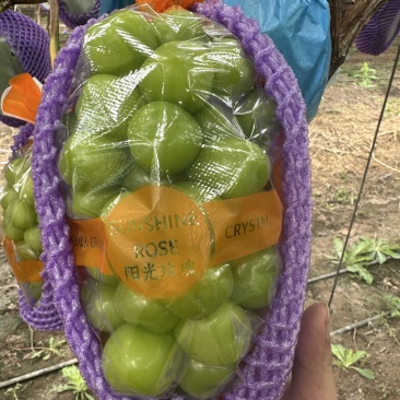 阳光玫瑰精品通货入库货规格多量大山东潍坊