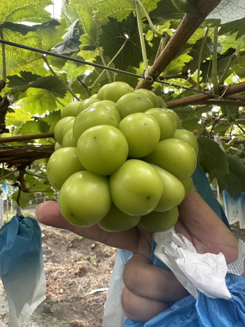 阳光玫瑰精品通货入库货规格多量大山东潍坊