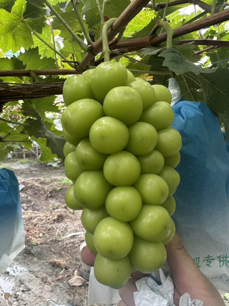 阳光玫瑰精品通货入库货规格多量大山东潍坊