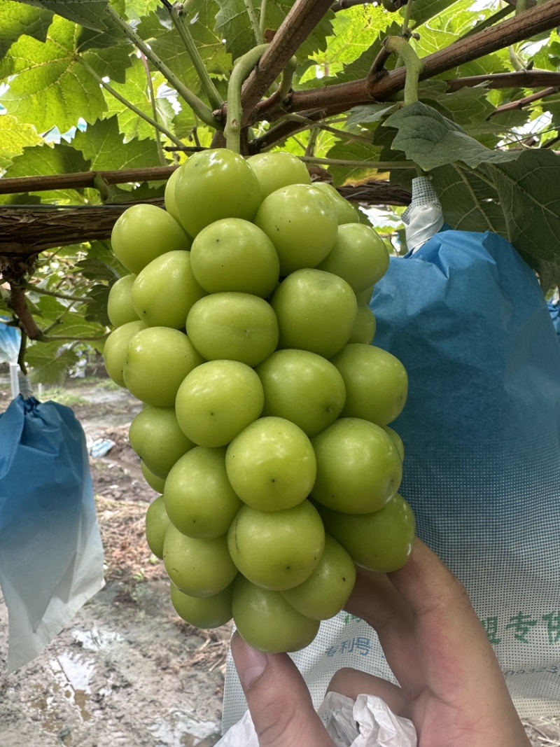 阳光玫瑰精品通货入库货规格多量大山东潍坊