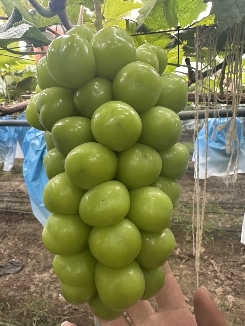 阳光玫瑰精品通货入库货规格多量大山东潍坊