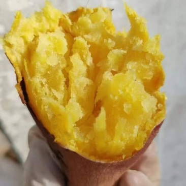 山东邹城市济薯26精品