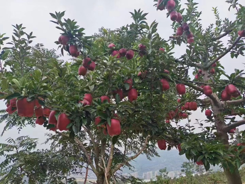 甘肃天水花牛苹果