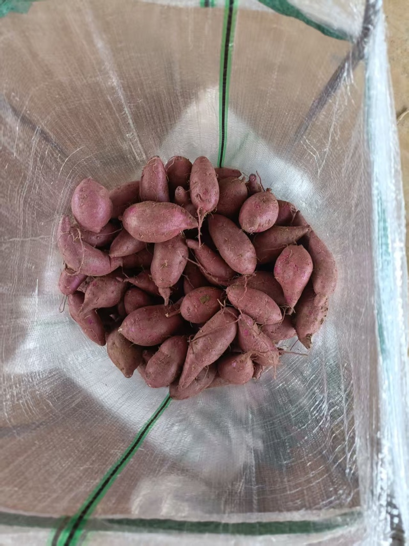 山东省沂蒙山紫薯产地直销保质保量可视频看货