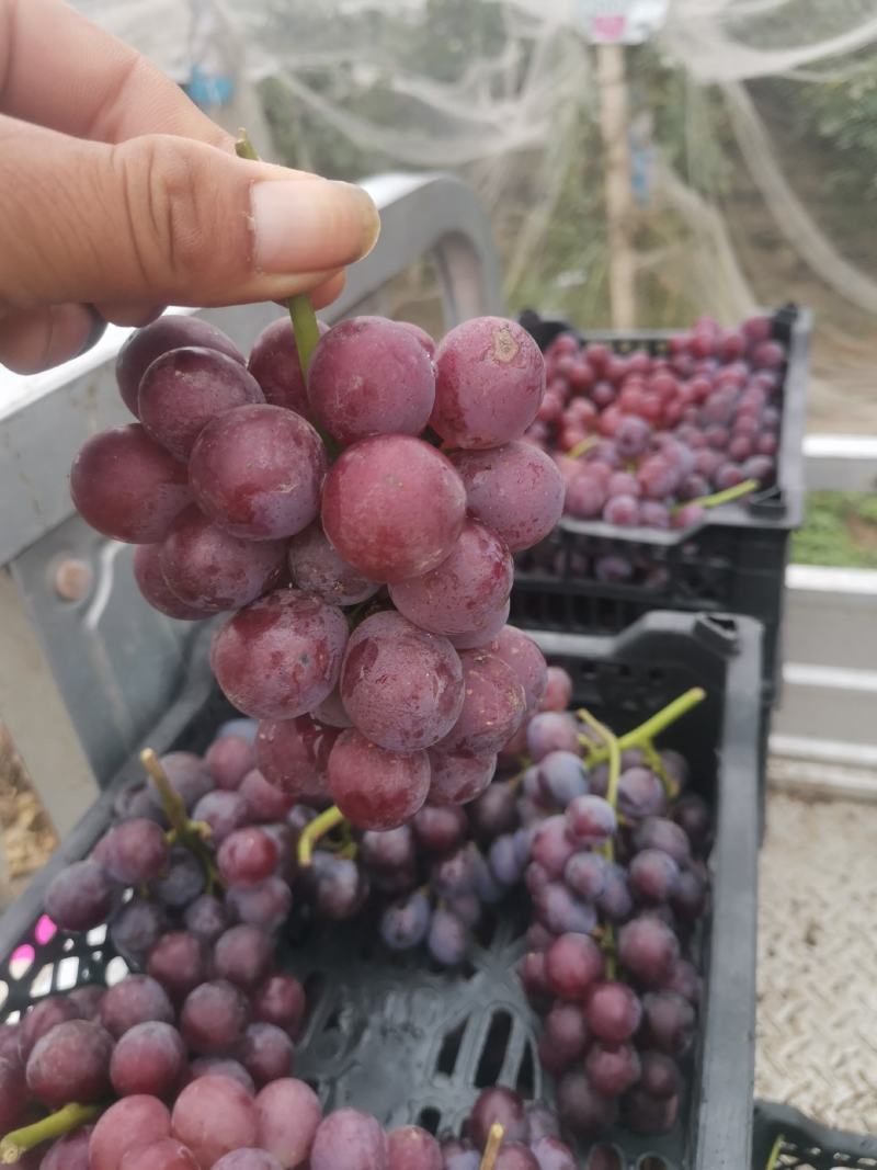 好二茬巨峰葡萄预售中，有需要的老板明年合作