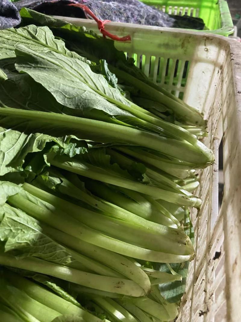 精品小白菜市场货食堂货电商货