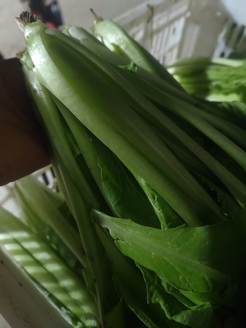 精品小白菜市场货食堂货电商货
