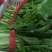精品小白菜市场货食堂货电商货