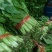 精品小白菜市场货食堂货电商货