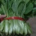 精品小白菜市场货食堂货电商货