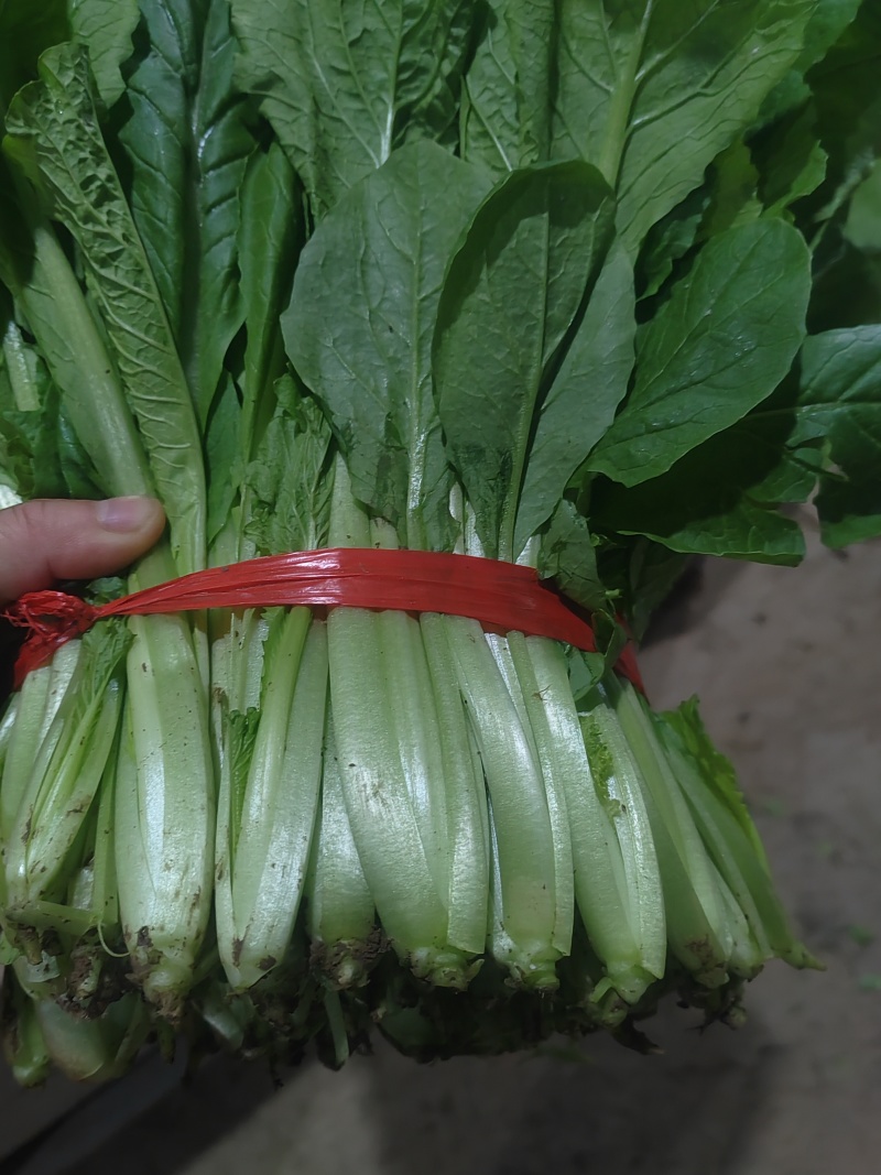 精品小白菜市场货食堂货电商货