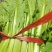 精品小白菜市场货食堂货电商货