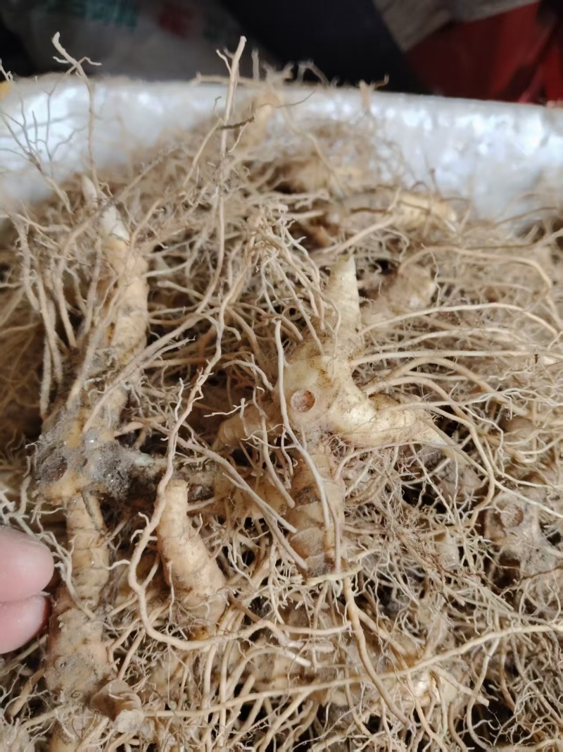黄精种苗