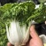 黄心菜