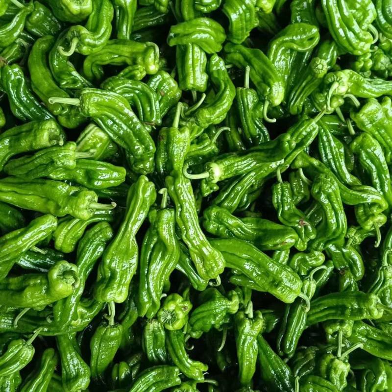 芜湖椒，薄皮椒，冷棚辣椒上市品种齐全