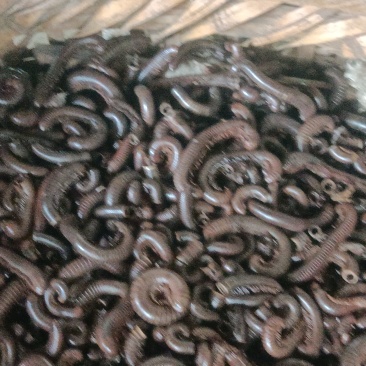 马陆虫