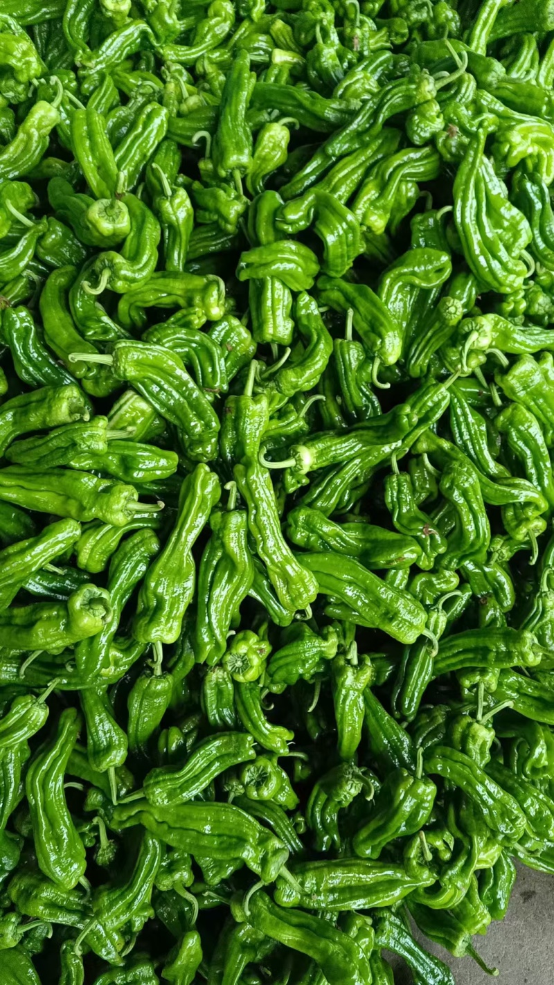 芜湖椒，薄皮椒，冷棚辣椒上市品种齐全