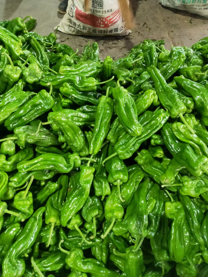 芜湖椒，薄皮椒，冷棚辣椒上市品种齐全