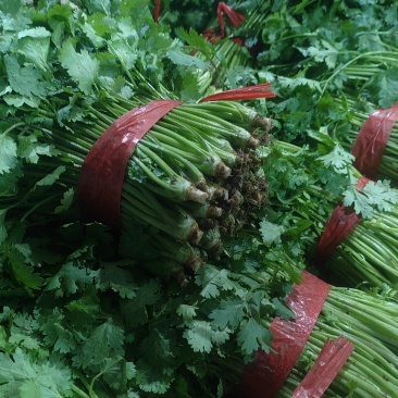 精品香菜市场货食堂货电商货