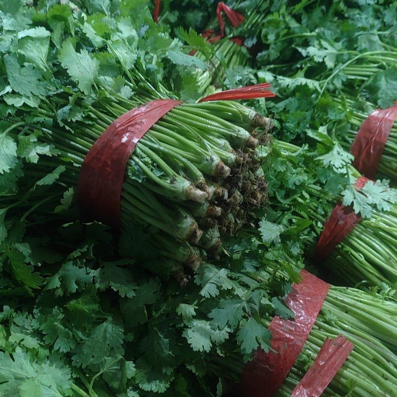 精品香菜市场货食堂货电商货