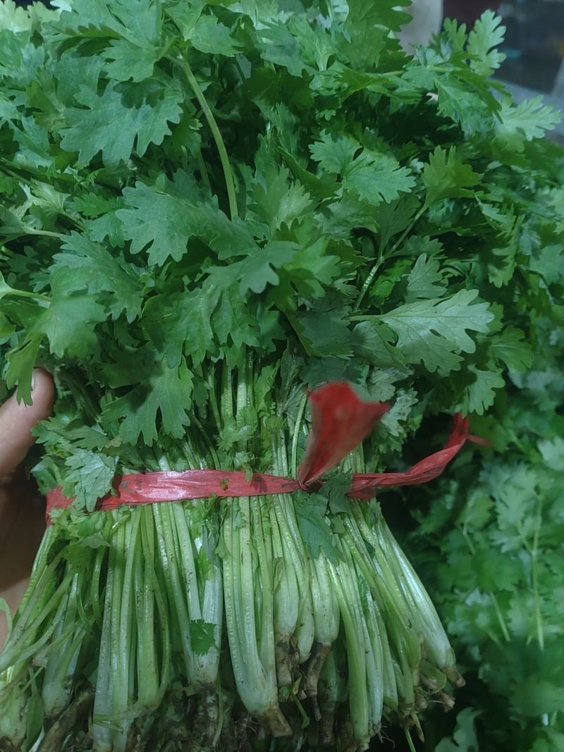 精品香菜市场货食堂货电商货