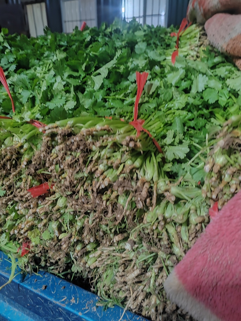 精品香菜市场货食堂货电商货