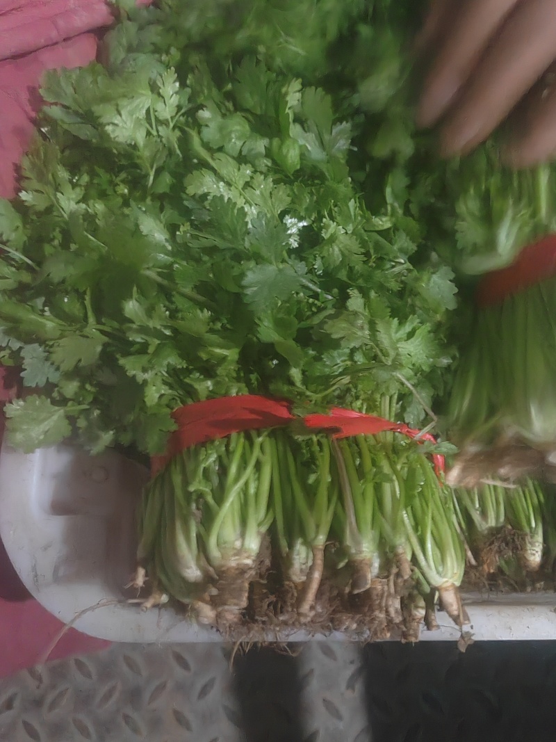精品香菜市场货食堂货电商货
