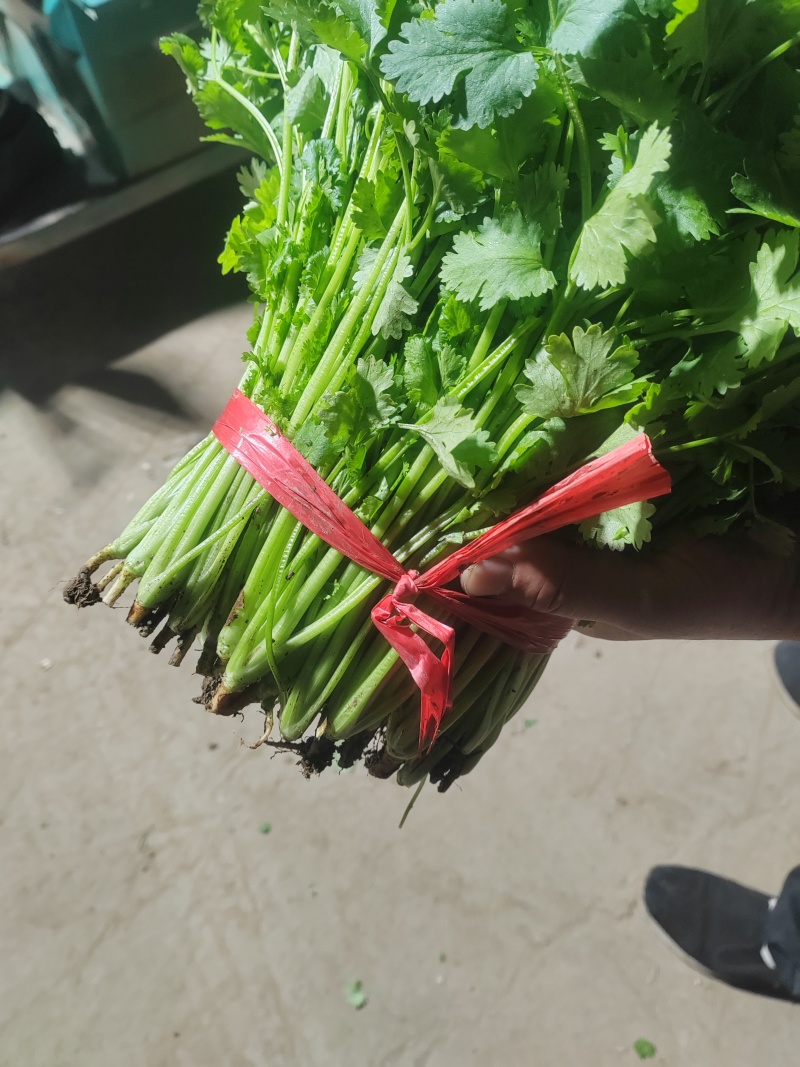 精品香菜市场货食堂货电商货
