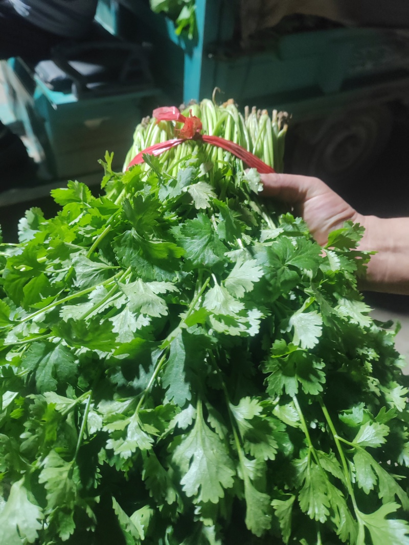 精品香菜市场货食堂货电商货