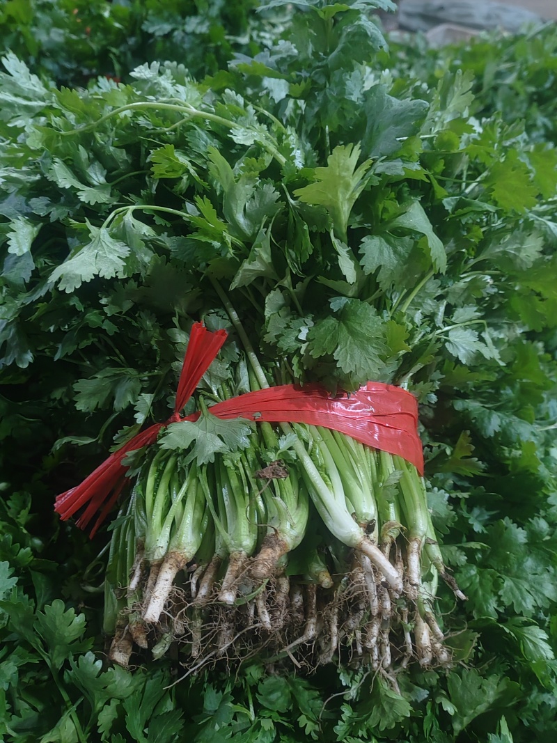 精品香菜市场货食堂货电商货