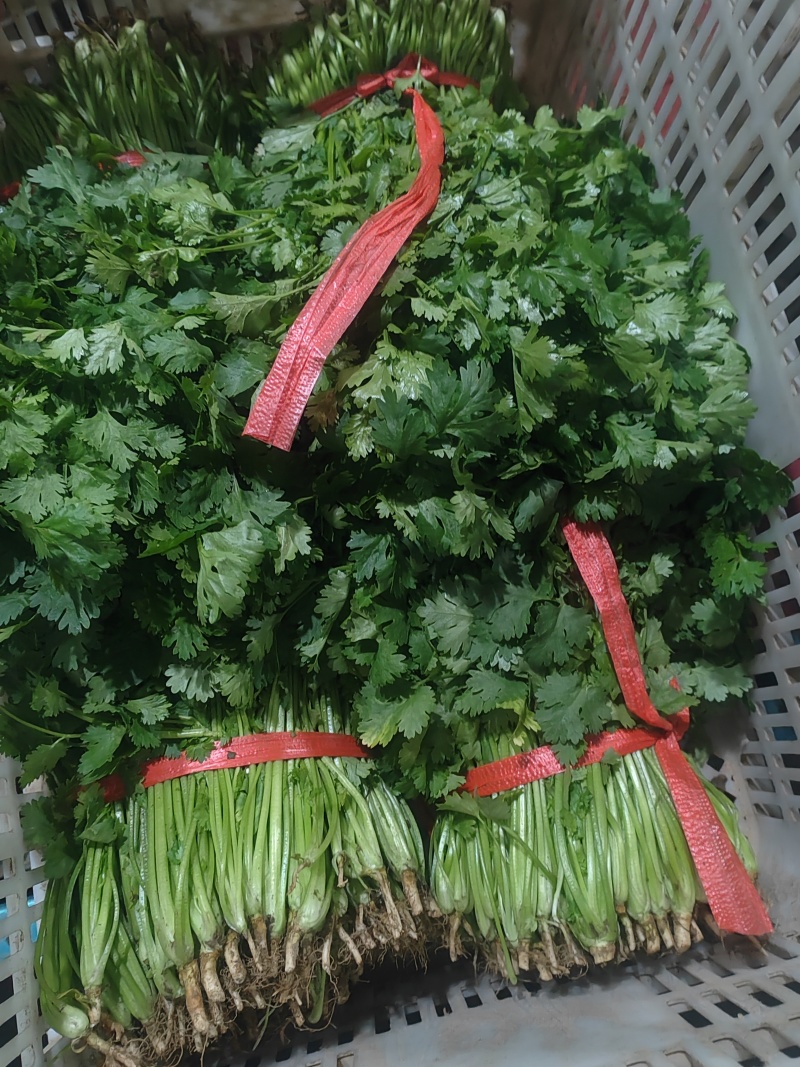 精品香菜市场货食堂货电商货