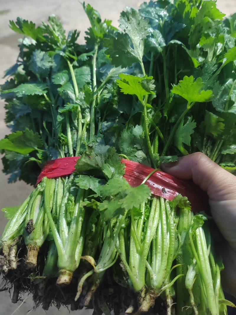 精品香菜市场货食堂货电商货