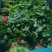 精品香菜市场货食堂货电商货