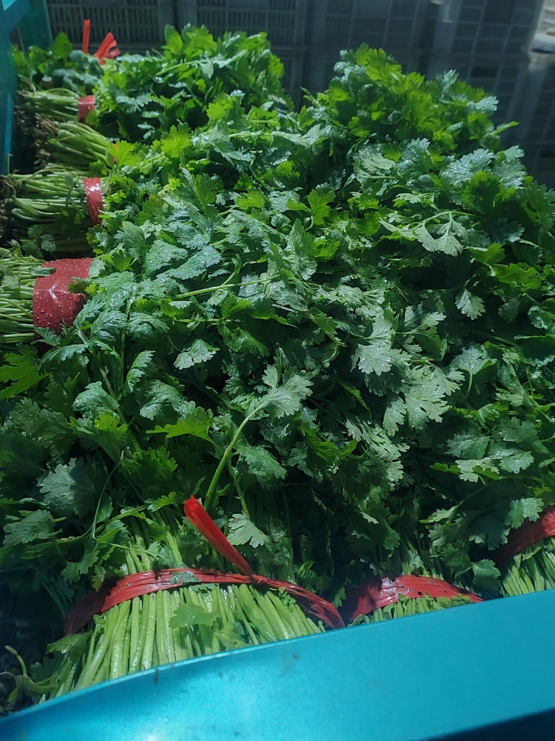 精品香菜市场货食堂货电商货