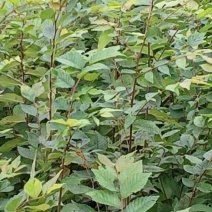 榉树苗0.7公分，更多电联）