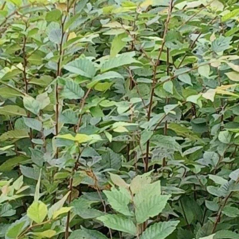 榉树苗0.7公分，更多电联）