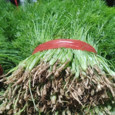 精品茴香市场货食堂货电商