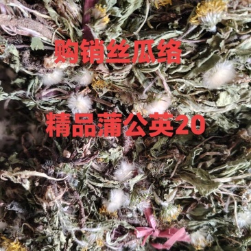 5斤可以下单蒲公英纯野生干品，婆婆丁，新货上市