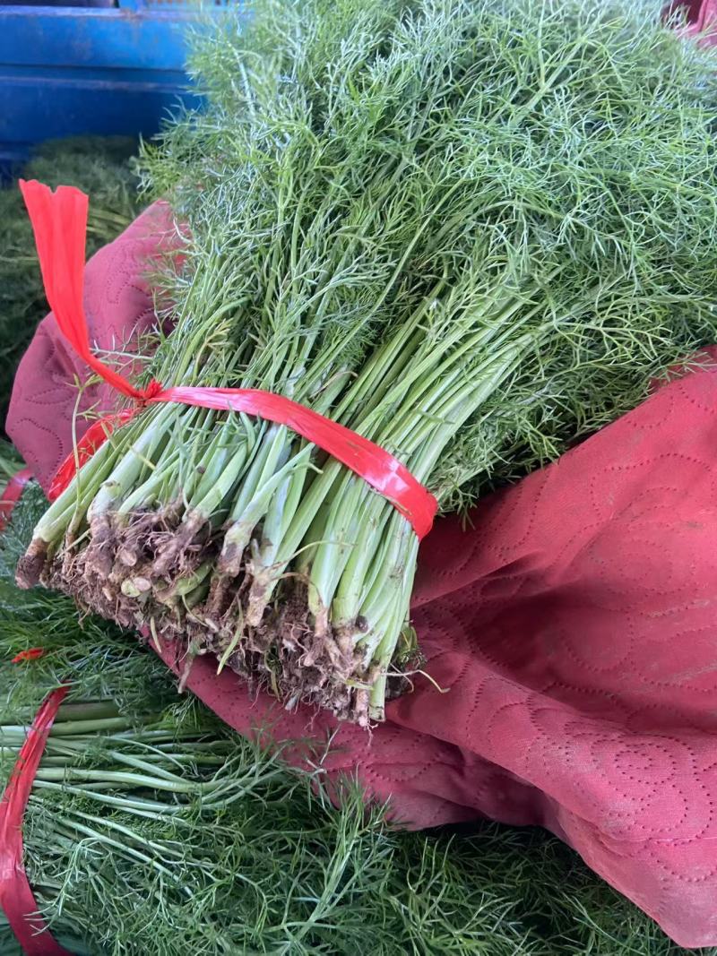 精品茴香市场货食堂货电商