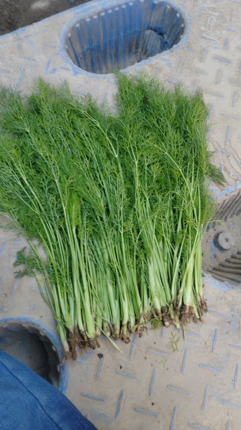 精品茴香市场货食堂货电商