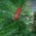 精品茴香市场货食堂货电商