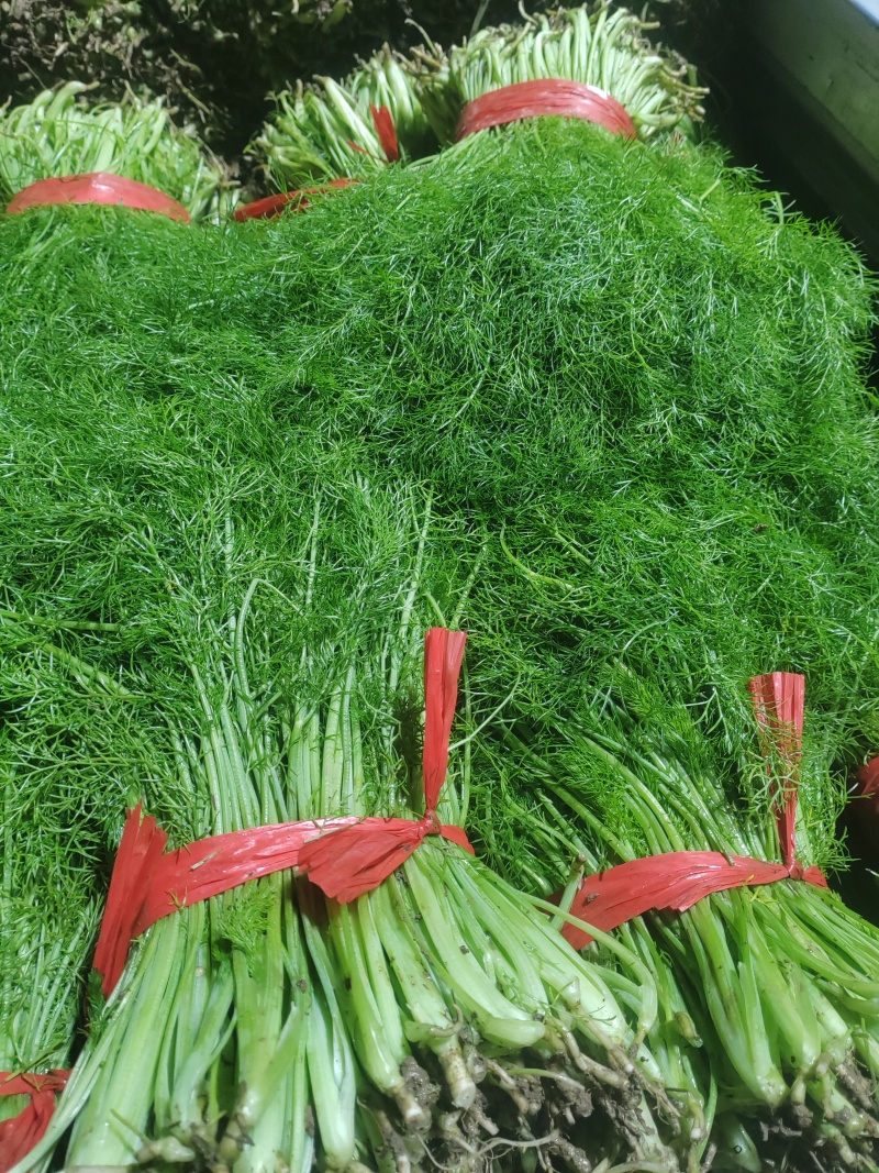 精品茴香市场货食堂货电商