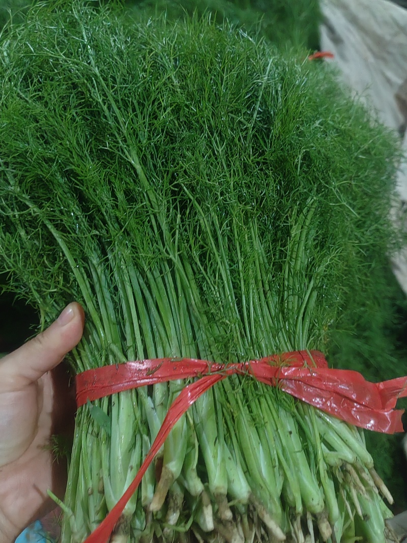 精品茴香市场货食堂货电商