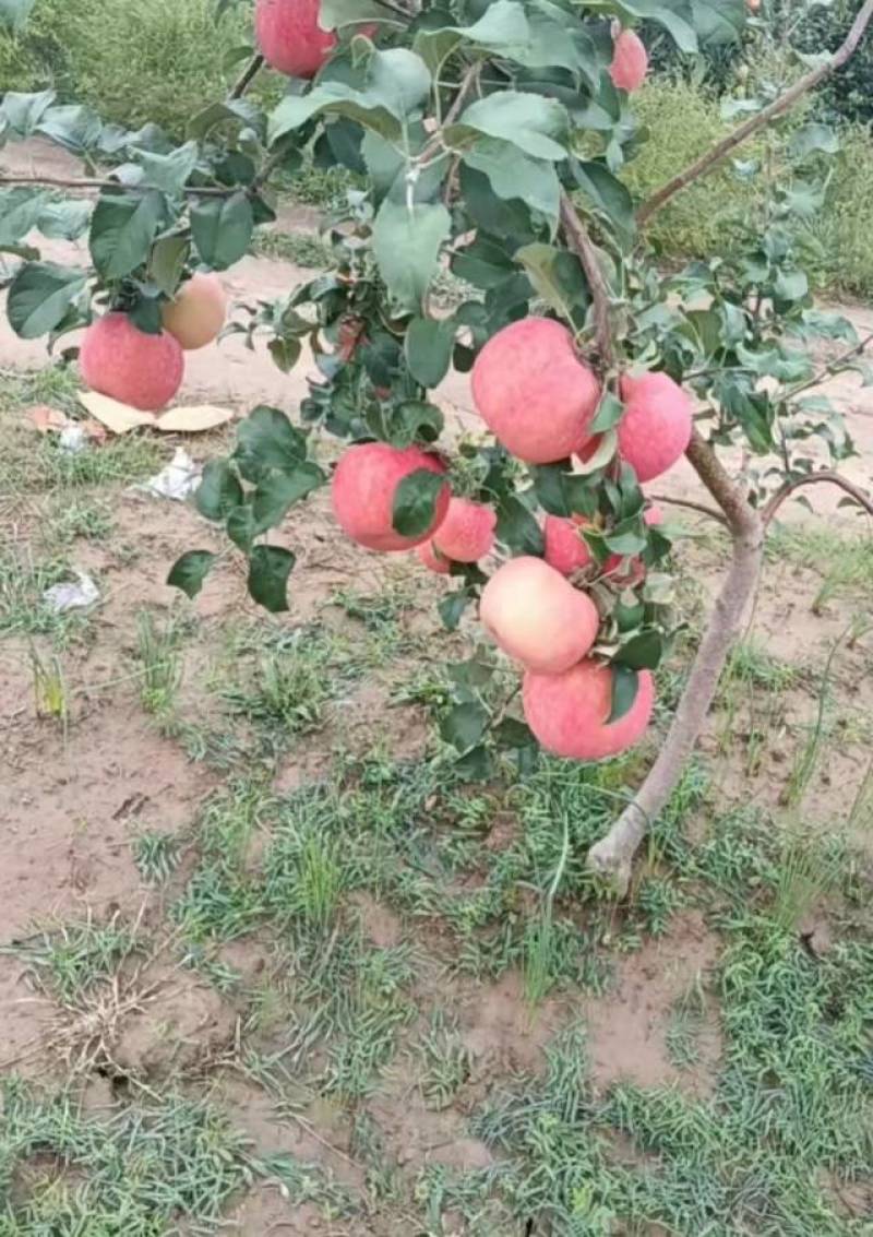 秦脆苹果10斤装高德腾讯地图搜小马水果快递