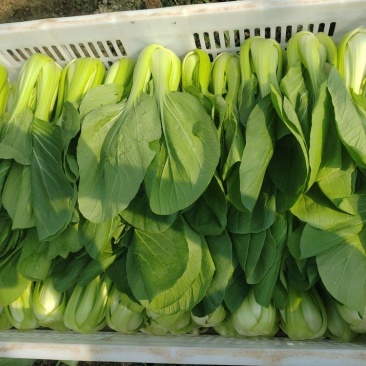 精品小油菜市场货食堂货电商货