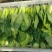 精品小油菜市场货食堂货电商货