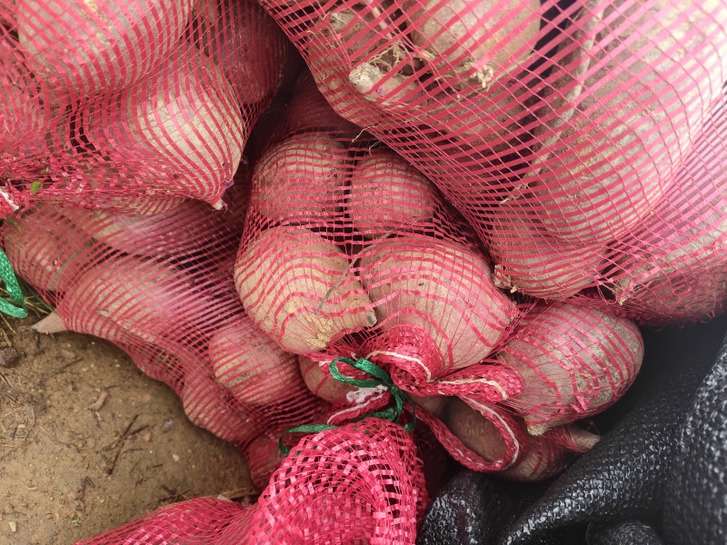 山东临沂莒南，花叶二代贵妃紫，四两以上光滑大头加工厂货，