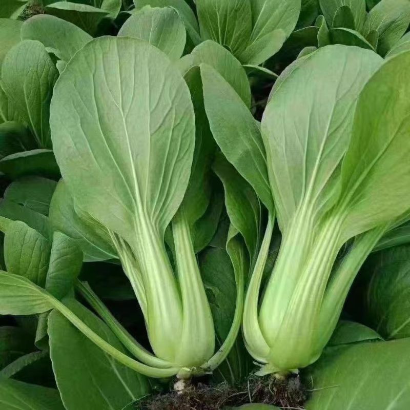 精品小油菜市场货食堂货电商货