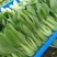 精品小油菜市场货食堂货电商货