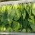 精品小油菜市场货食堂货电商货